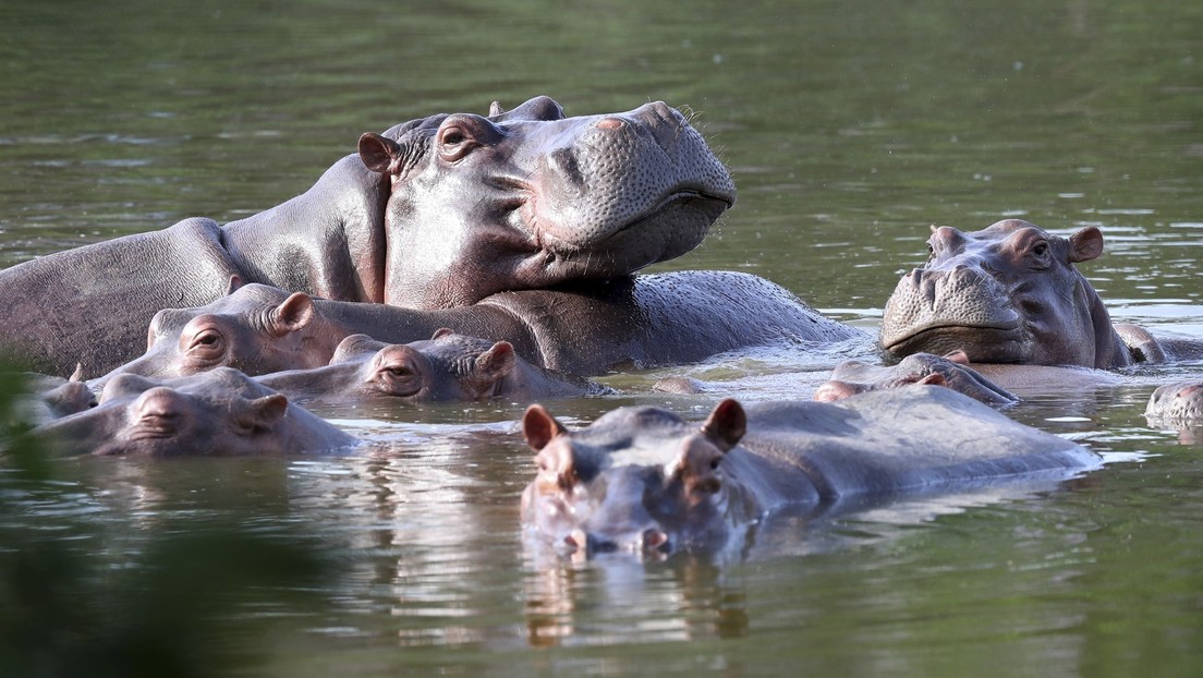El ‘viaje’ de 70 hipopótamos de Pablo Escobar a México y a la India costará unos 3,5 millones de dólares