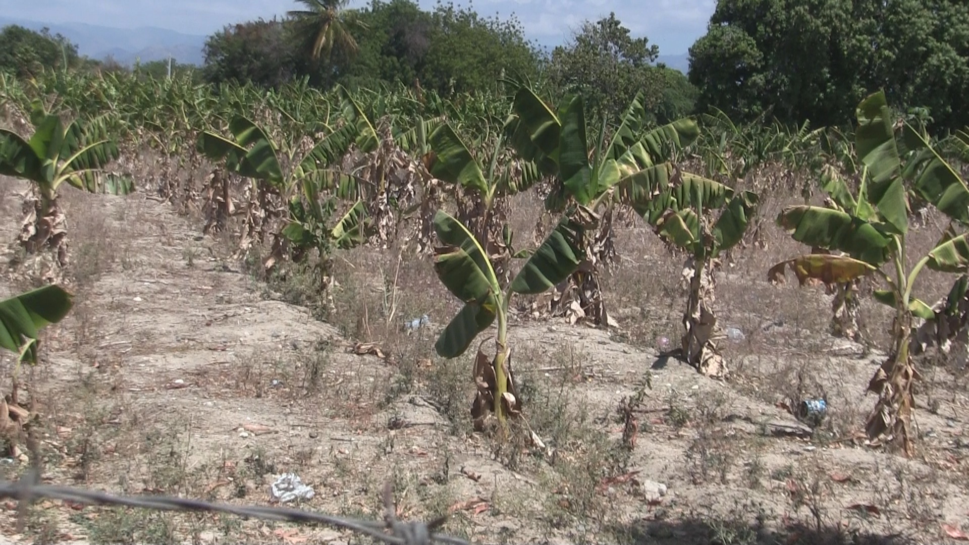 Sequía amenaza siembras de agricultores del Proyecto 4