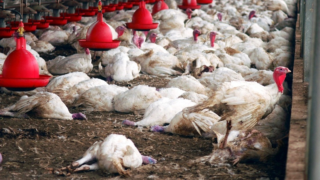 Registran otros brotes de una gripe aviar altamente patógena en la Unión Europea