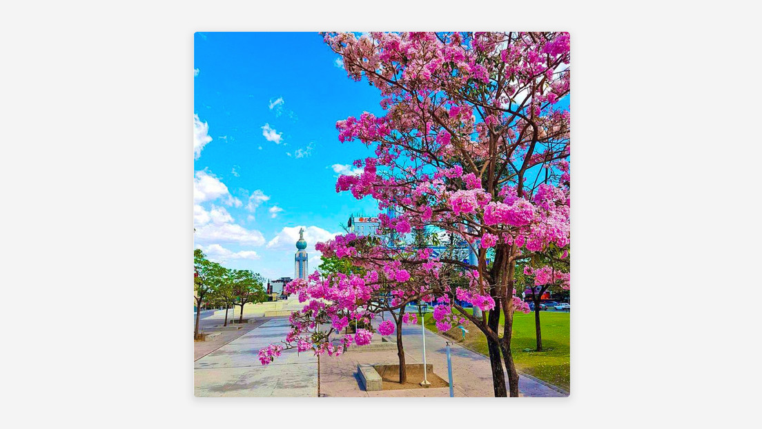 El Salvador florecerá: ordenan ‘vestir’ el país de rosa con su árbol nacional