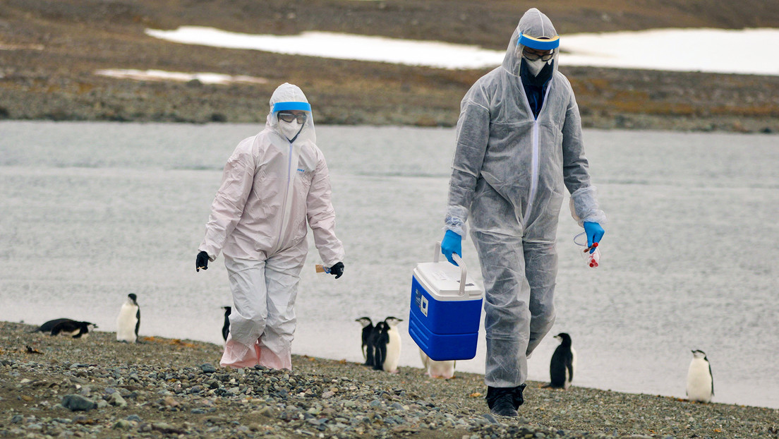 Investigan la muerte de más de 500 pingüinos en la Antártida