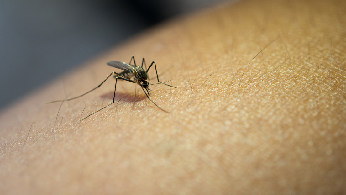 “Sin precedentes”: La OPS advierte sobre el incremento de casos de dengue en América