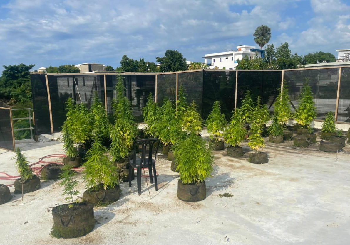 Decomisan plantación de marihuana en techo de vivienda en Puerto Plata