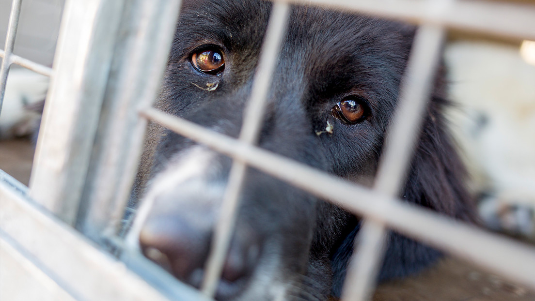 Proyecto de ley contra el maltrato animal que rinde homenaje a un perro de Milei avanza en Argentina