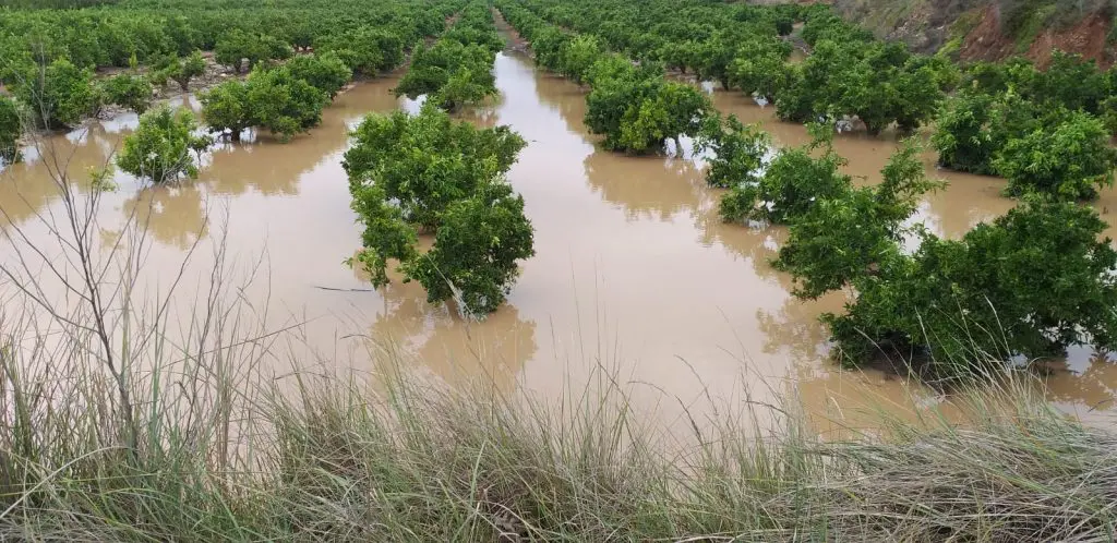 Ventarrón provoca daños a plantaciones agrícolas de Constanza