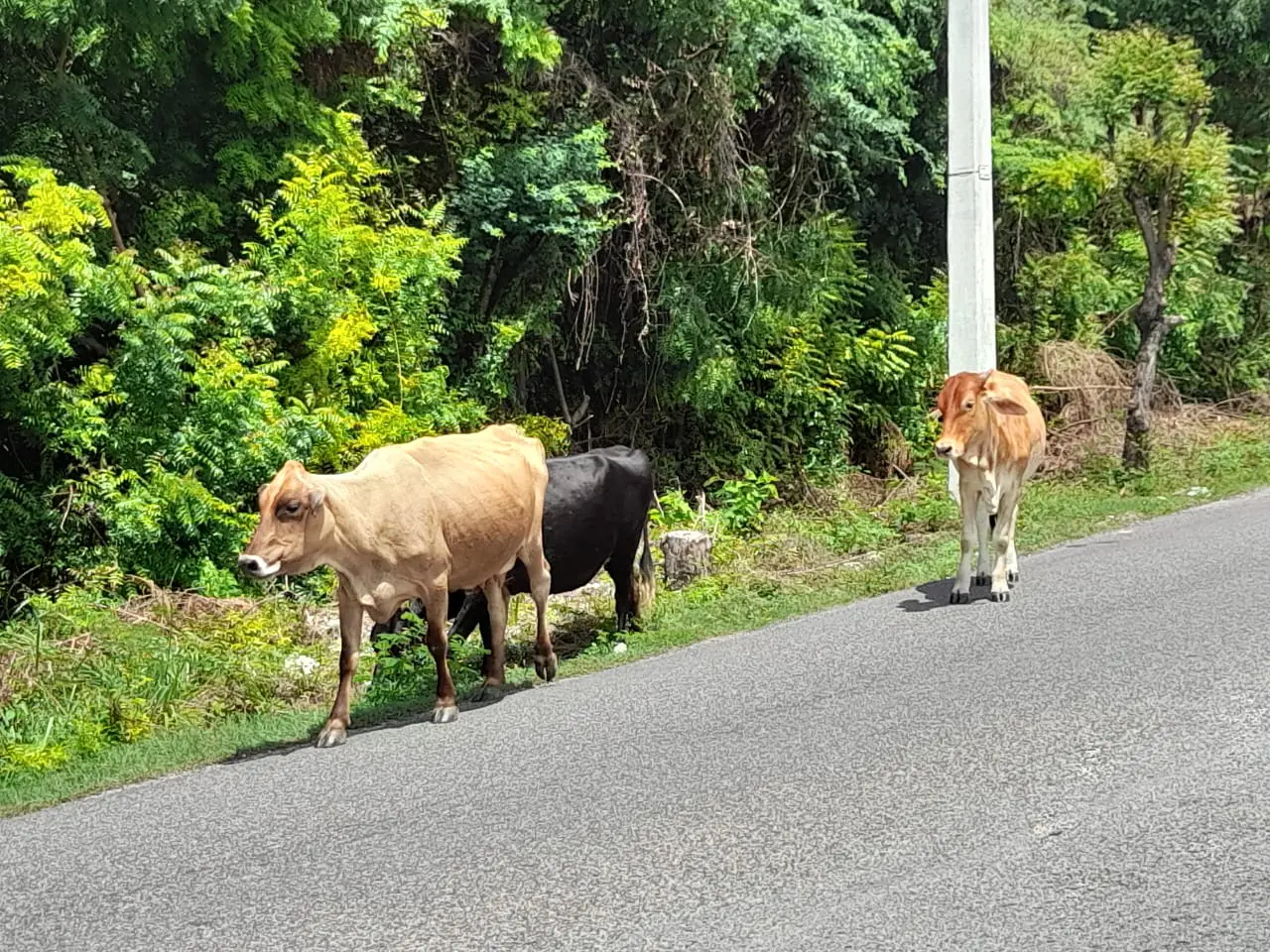 Vacas ambulantes constituyen un peligro en  la carretera Cabral-Barahona