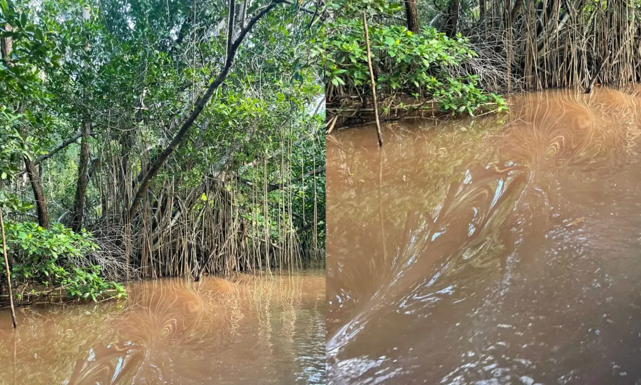 Medio Ambiente estudia aguas en Laguna Limón de Miches donde miles de peces han muertos