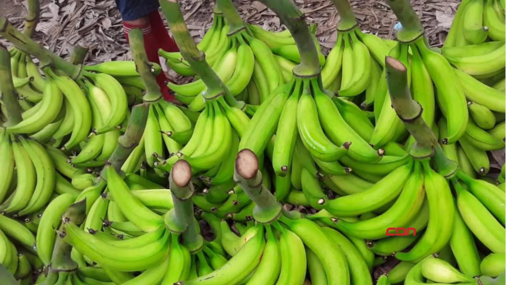 Vendedores de plátano desmienten afirmaciones de sobreproducción en La Vega