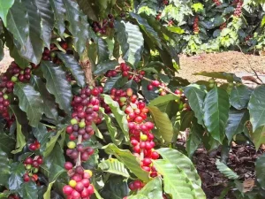 Caficultores alertan riesgo de perder 6,000 millones por falta de recolectores