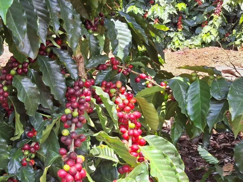 Caficultores alertan riesgo de perder 6,000 millones por falta de recolectores