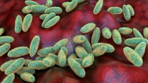 Qué es y cómo se propaga la peste neumónica que se estudia en el laboratorio de Siberia en el que falleció una trabajadora